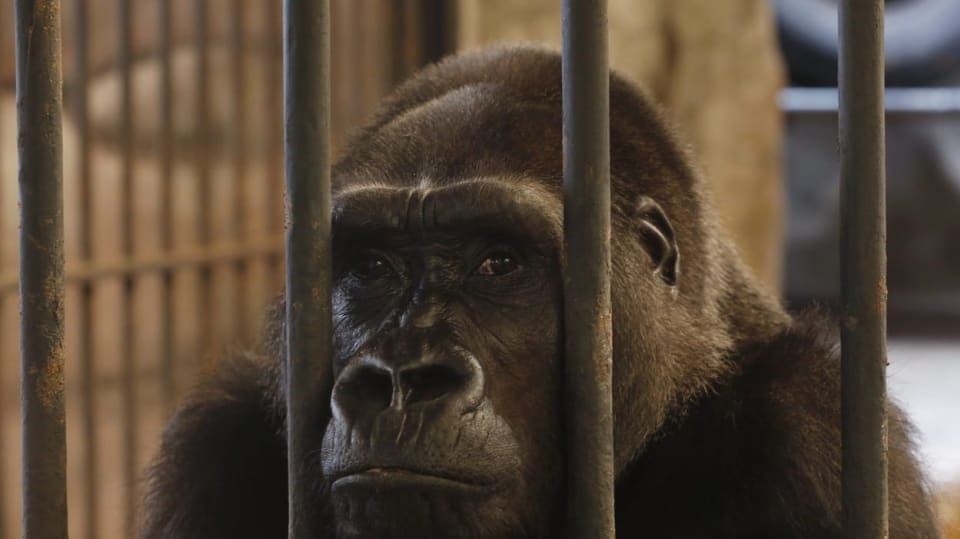 Za mřížemi. Gorila v thajské zoo...